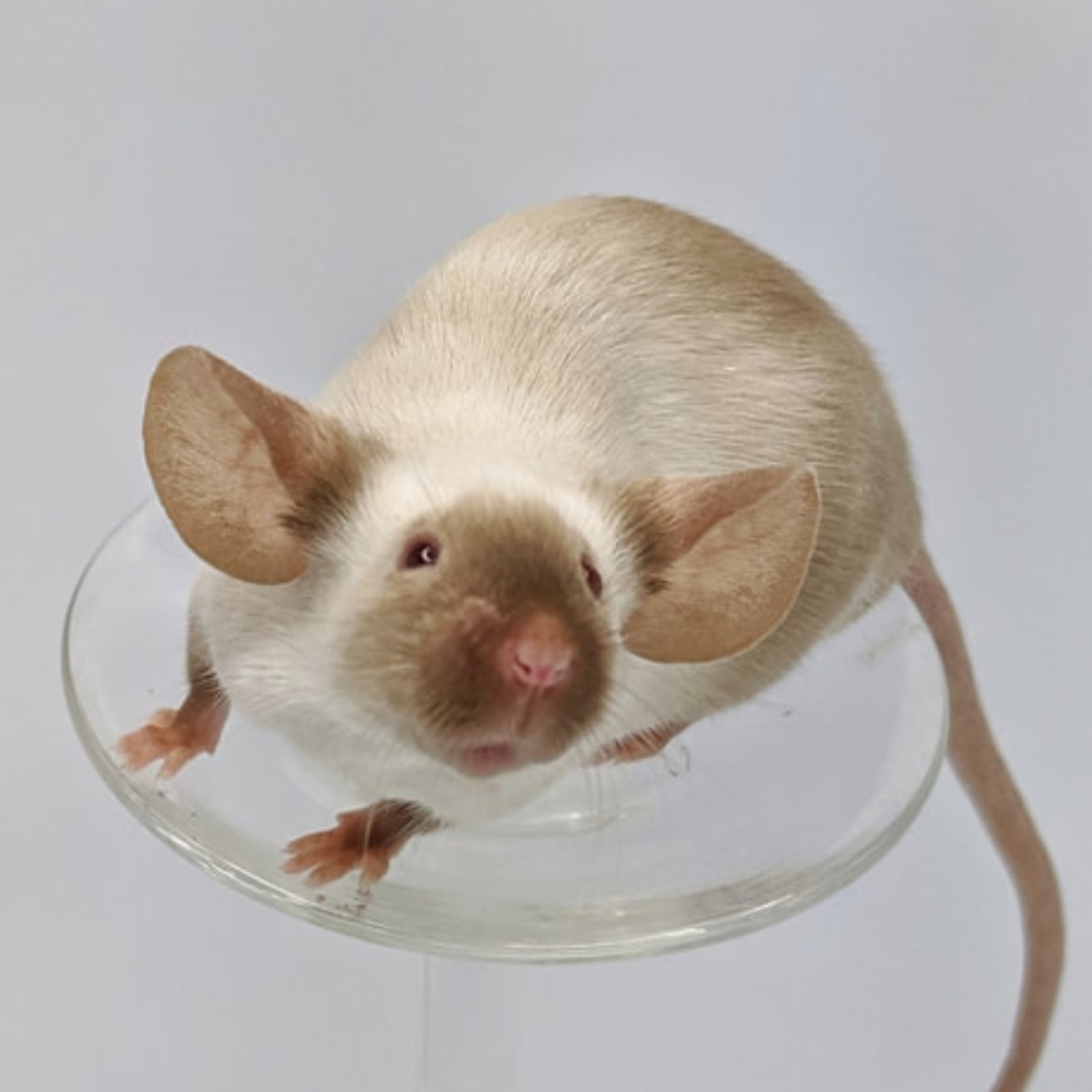 Meet your Posher, Sofia